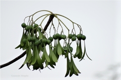 Gyrocarpus americanus